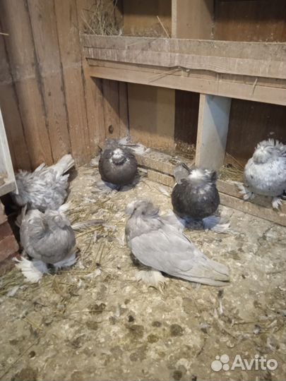 Голуби бухара