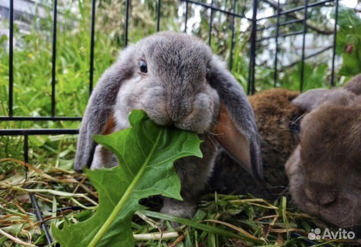 Кролики карликовые минилопы и рексы