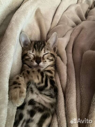 Бенгальский котенок