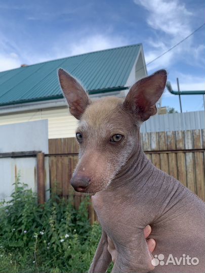 Продам щенка