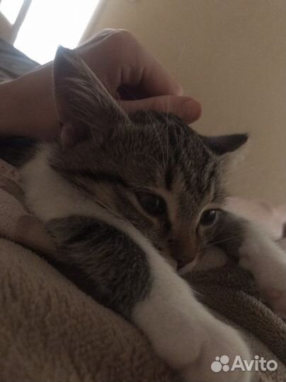Котенок/кот бесплатно