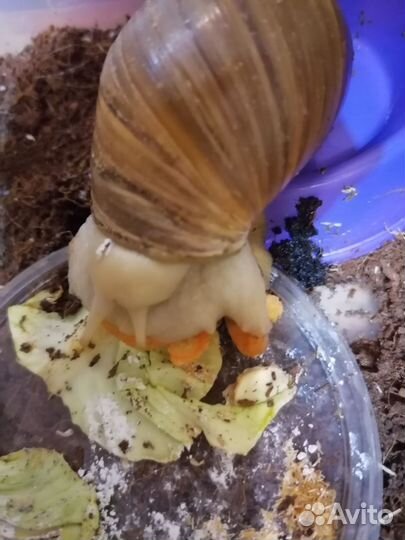 Улитки ахатины