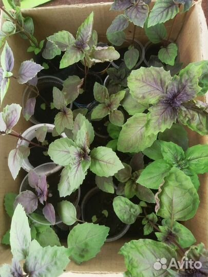 Базилик, свежая рассада