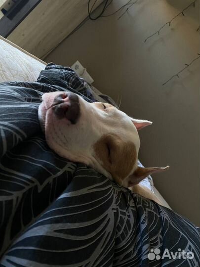 Собака амстафф