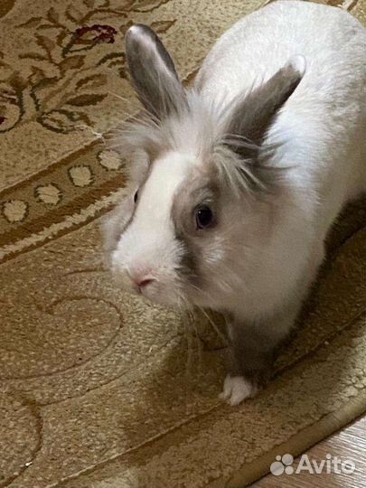 Декоративные кролики