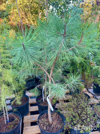 Сосна Pinus Ponderosa