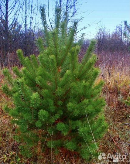 Новогодние деревья консультации