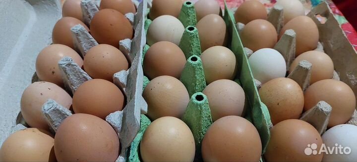 Домашние куриные и перепелиные яйца