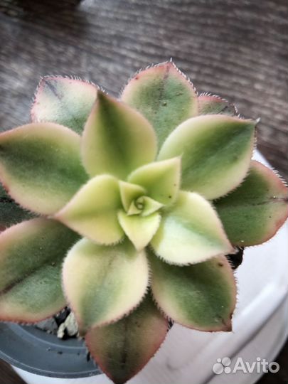 Суккуленты