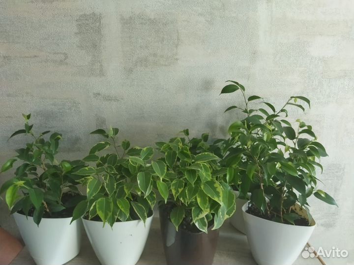 Фикус Бенджамина