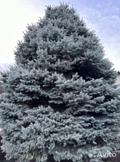 Ель голубая