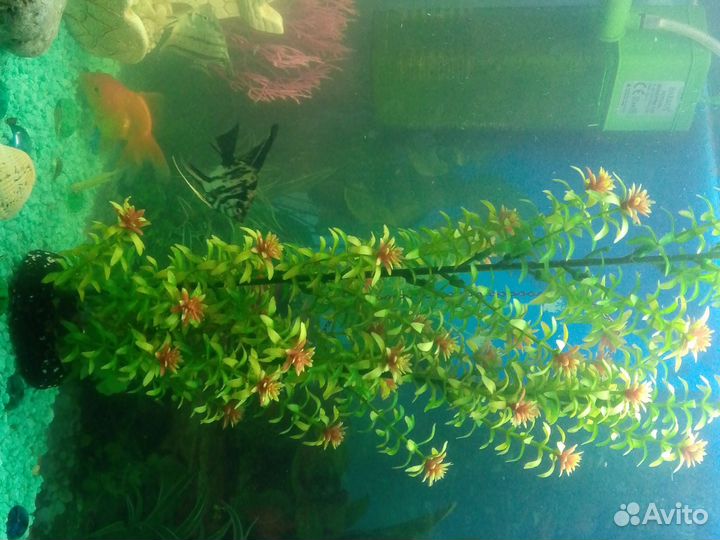 Аквариум с рыбками