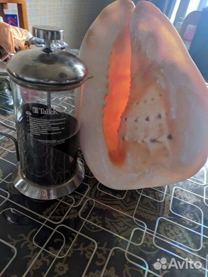 Ракушка морская большая