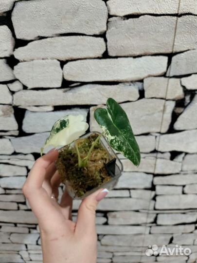 Алоказия фрайдек вар