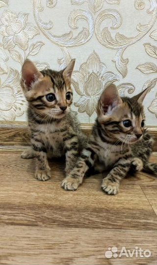 Бенгальские котята