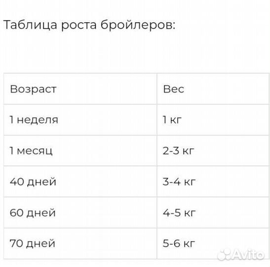 Цыплята бройлеров,куры несушки,гусята,индюшата