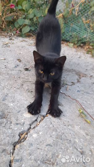 Котята в добрые руки бесплатно