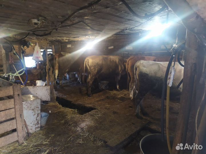 Коровы дойные молочные