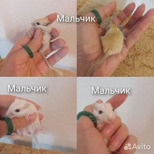 Монгольская песчанка