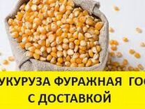 Кукуруза кормовая урожай 2023год нн