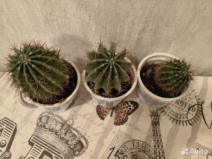 Кактус цветущий