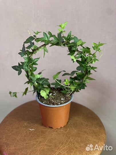 Плющ хедера сформированная высота 35 см