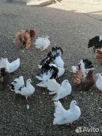 Голуби павлины