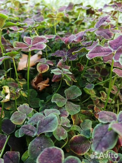 Почвопокровный многолетник. Клевер Дарк Денсер