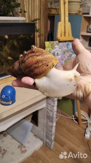 Улитки ахатины