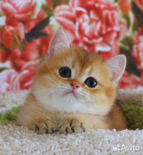 Продаются котята. Золотая шиншилла