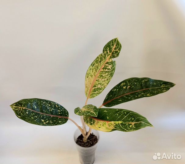 Аглаонема Тайское Королевство