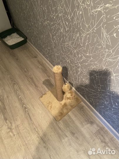 Когтеточка на котят