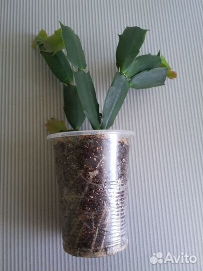 Декабрист белый (укорененные отростки )