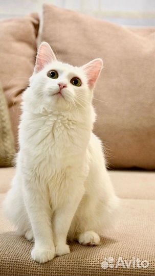 Турецкая ангора