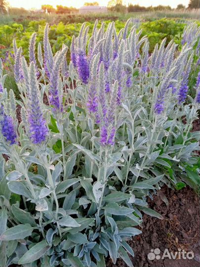 Шалфей дубравный вероника гортензия ясколка ирисы