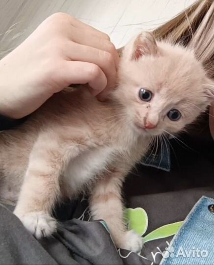 Отдам котят