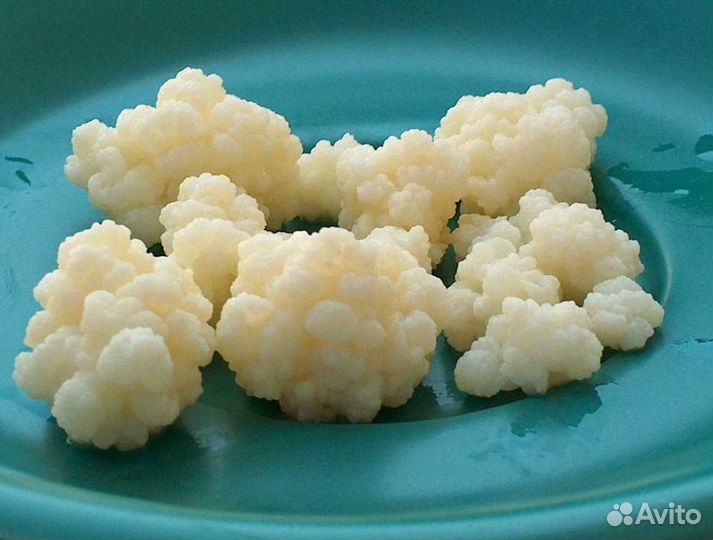 Кефирный молочный гриб