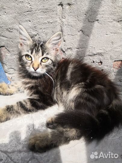 Котенок