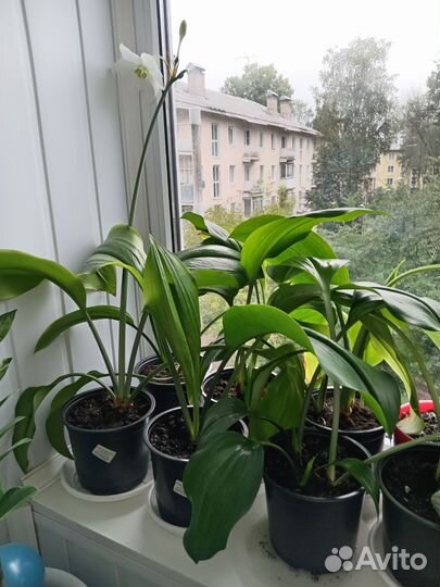 Эухарис-амазонская лилия