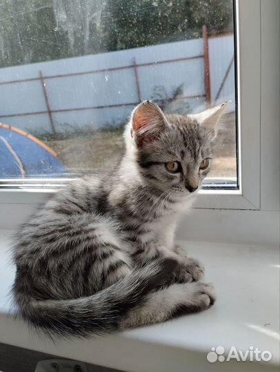 Котёнок (мальчик) в добрые руки