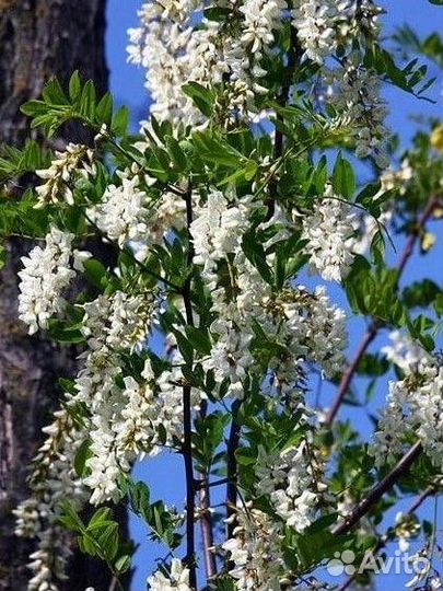 Чистейший мед Белой Акации