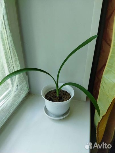 Кливия gardenii желтая