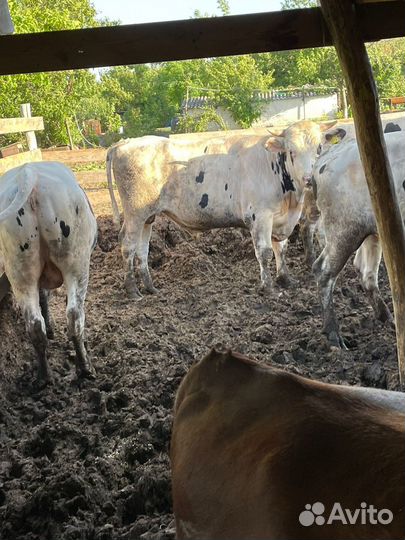 Продаю быков