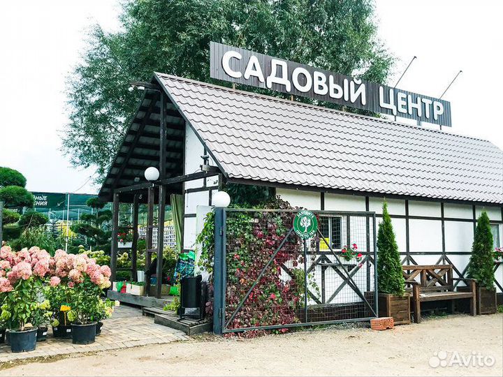 Плодовые деревья и кустарники