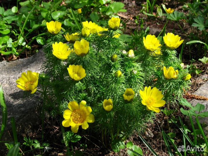 Адонис весенний