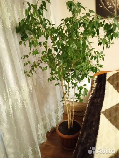 Фикус бенджамина