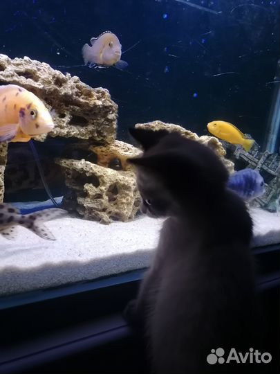 Аквариум на 300 литров