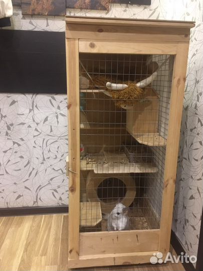 Шиншилла самец