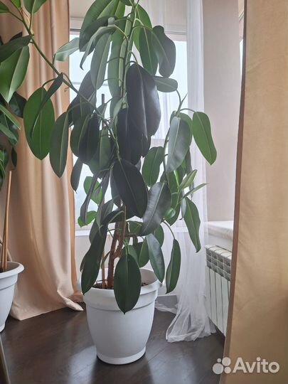 Фикус эластика Робуста
