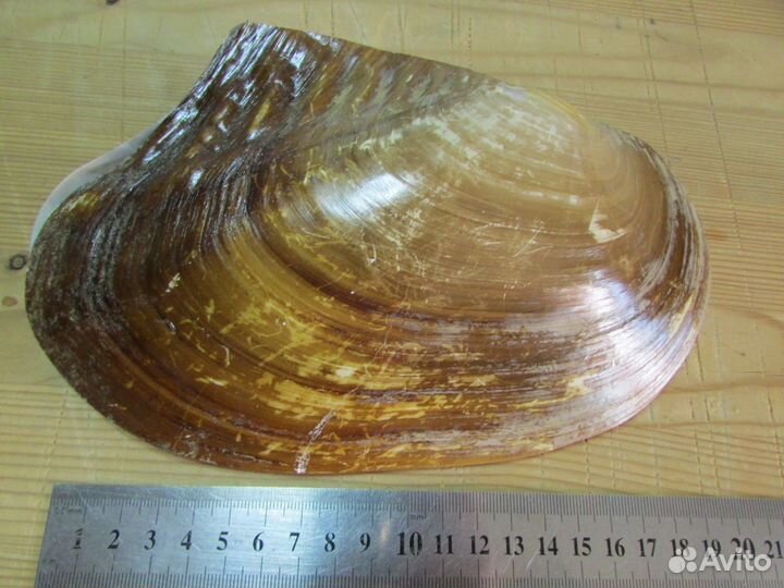 Ракушка-шкатулка, 21х14 см (морская раковина)